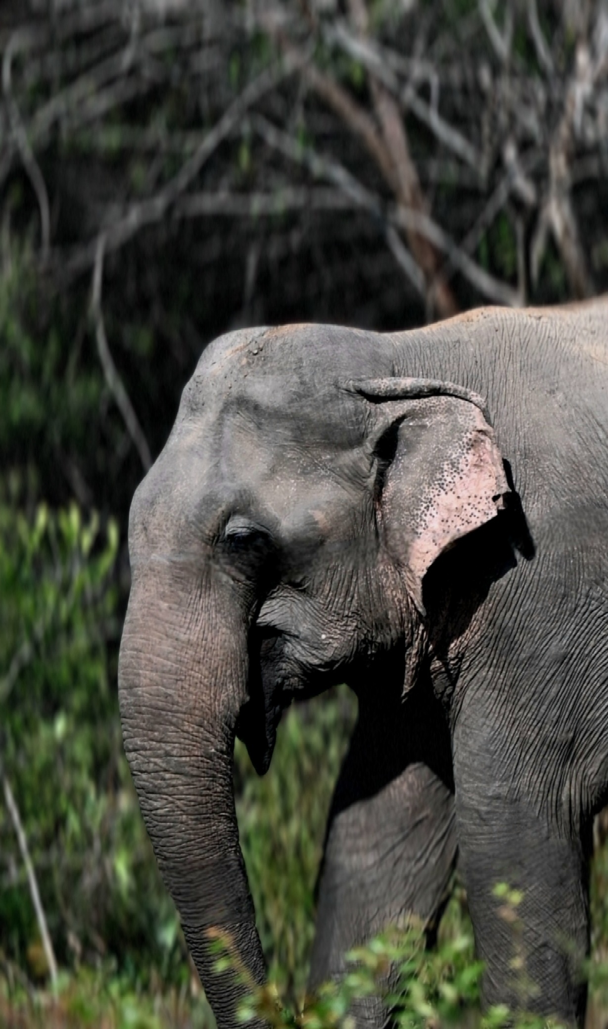 Sri Lankan wildlife photography by Janaka Wijesundara