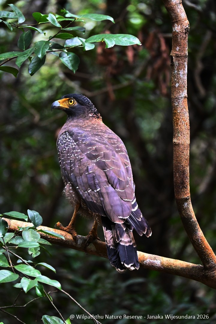 Wilpattu Nature Reserve, 2026