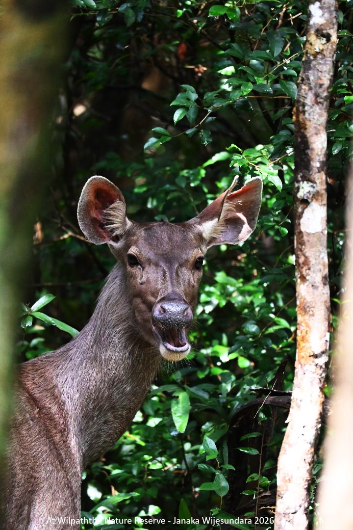 Sambar deer, Wilpattu Nature Reserve, 2026