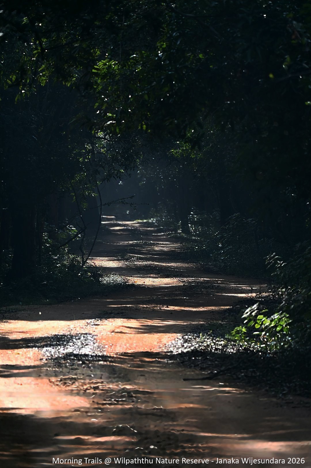 Morning trails at Wilpattu Nature Reserve